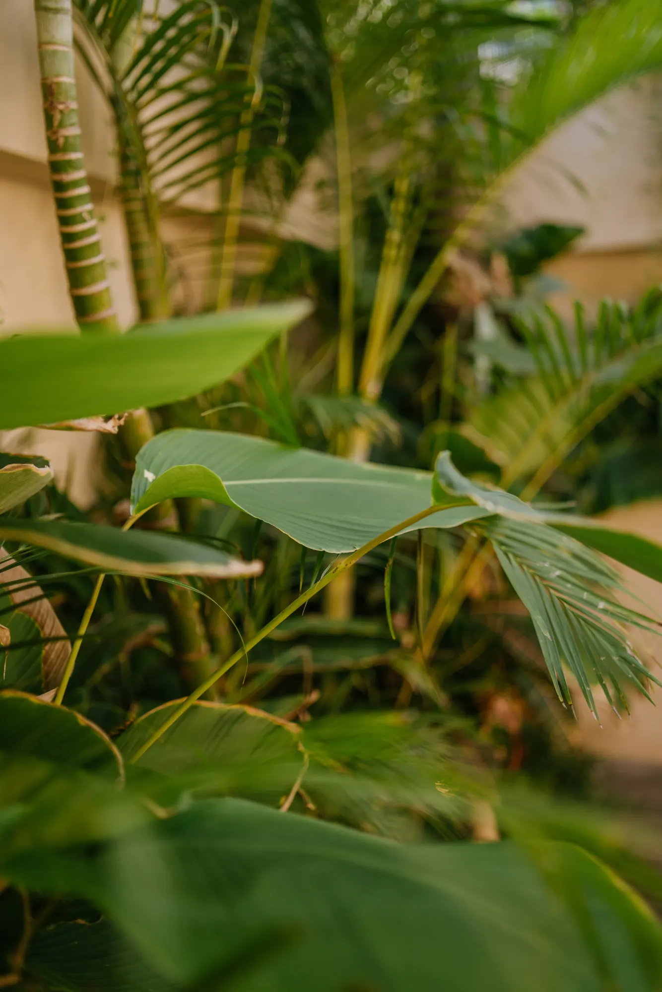 Close-up of tropical foliage with delicate green palm fronds