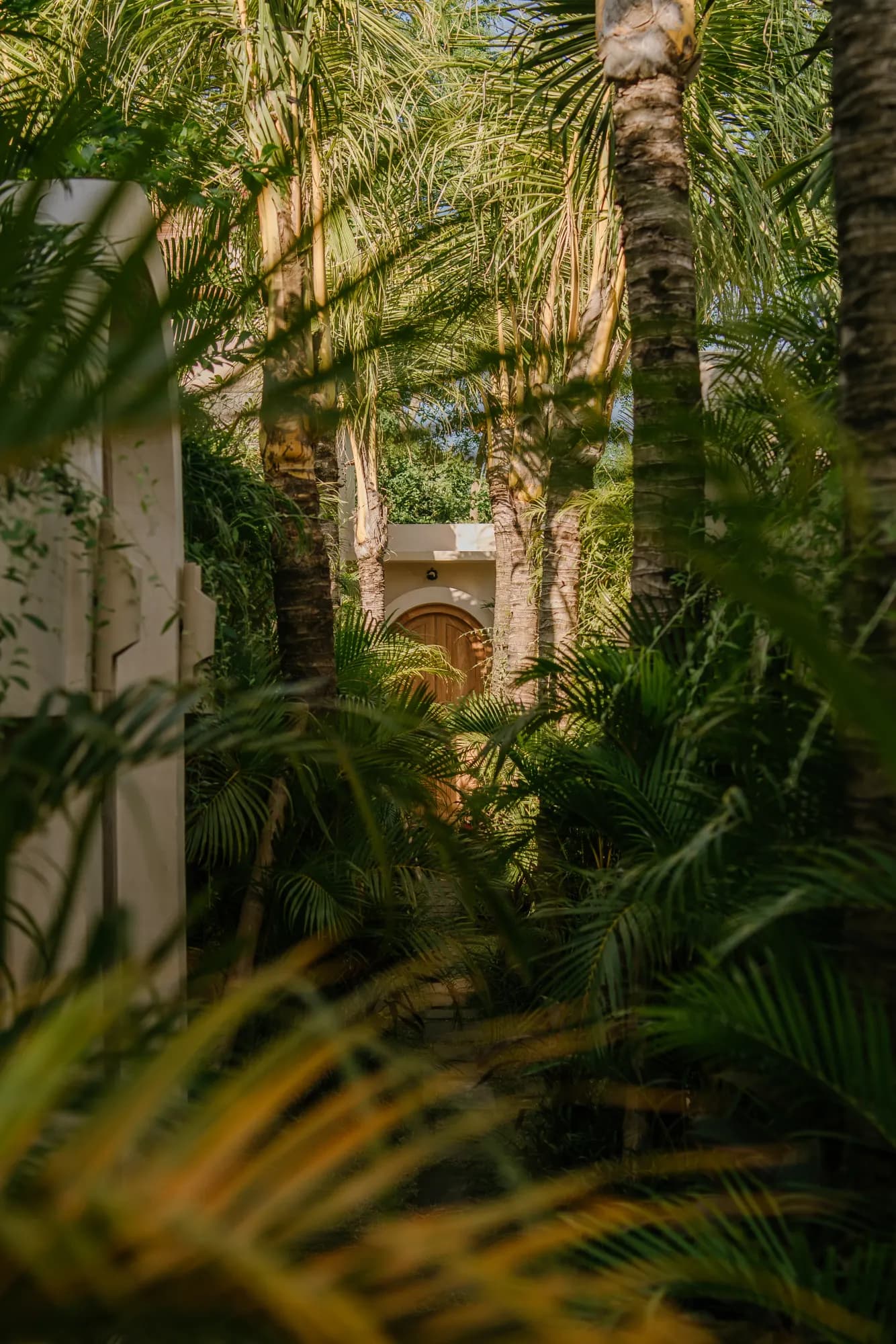 Tranquil garden corridor with verdant palms and architectural archway