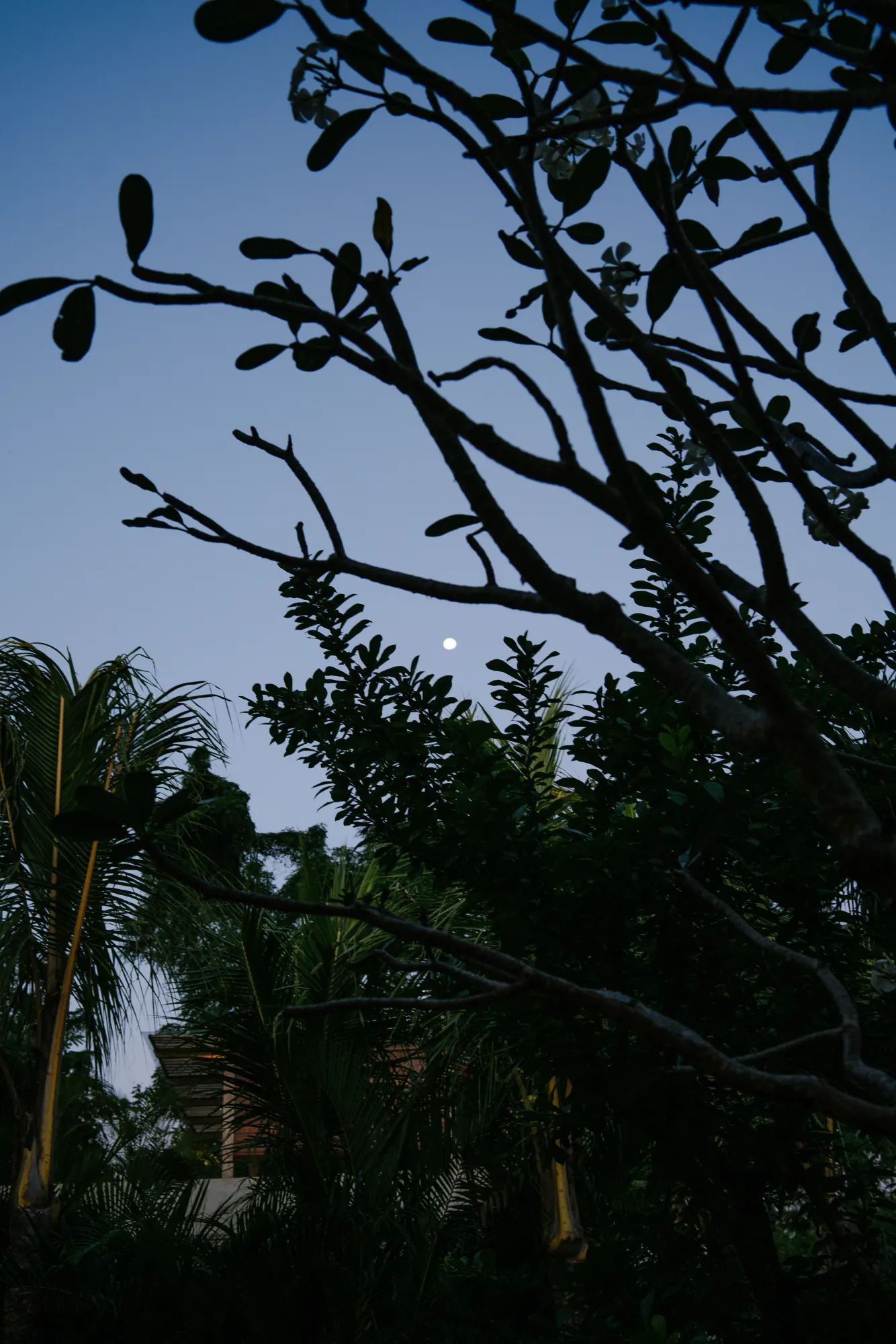 Tree branches silhouette visible through interior window