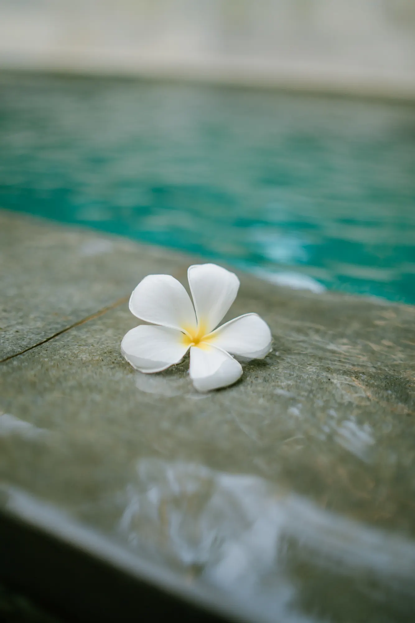 White plumeria flower on pool edge with water